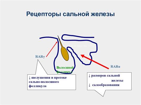 Процесс развития сальных желез на голове