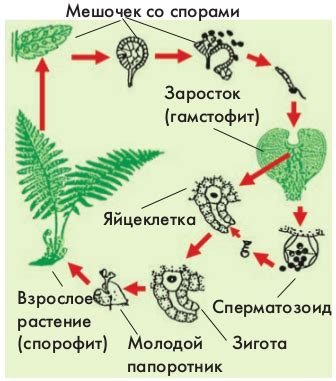 Процесс размножения шаблона