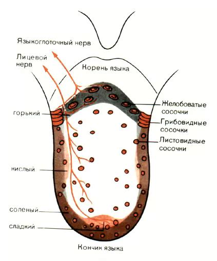 Процесс регенерации вкусовых рецепторов