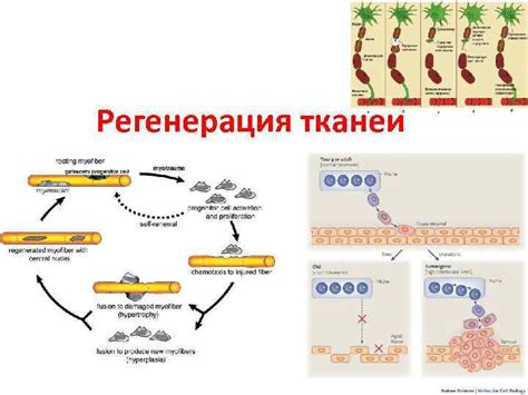 Процесс регенерации тканей