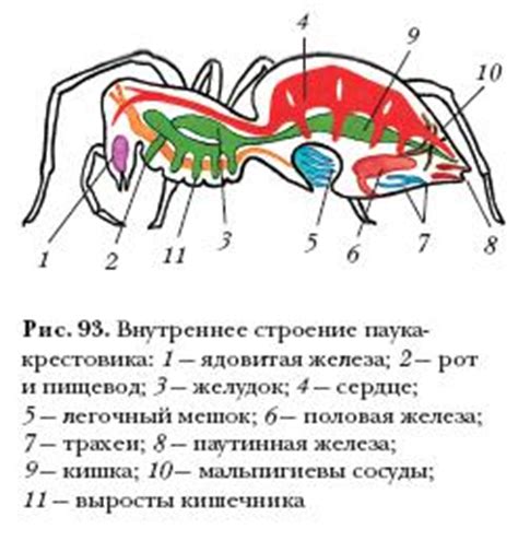 Процесс сборки и декорирование паука