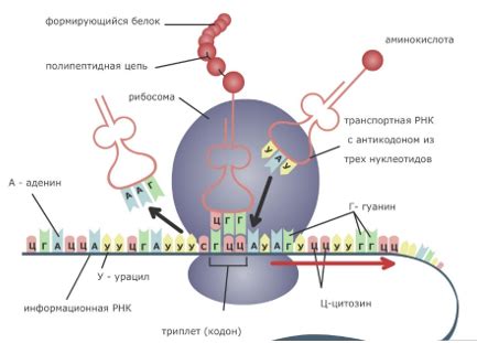 Процесс синтеза времени в микроалхимии