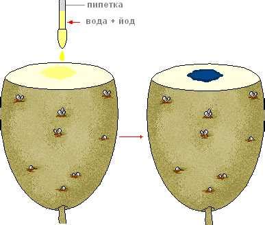 Процесс увлажнения картофеля