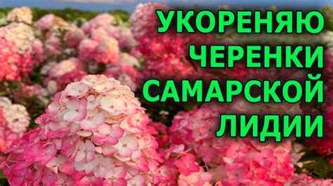 Процесс укоренения гортензии в октябре