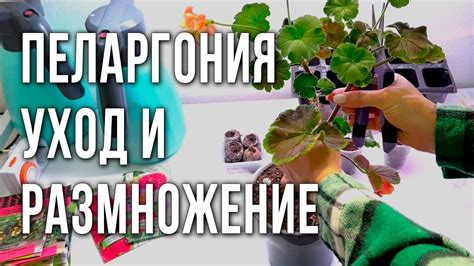 Процесс укоренения пеларгонии