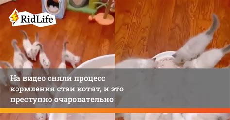 Процесс усыновления котят