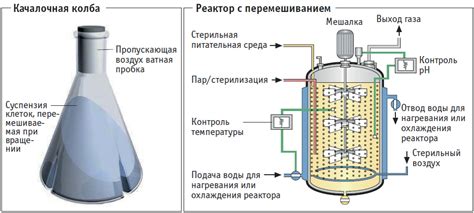 Процесс ферментации и созревания