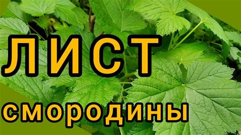 Процесс ферментации и хранение