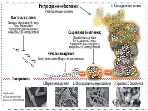 Процесс формирования шершавости