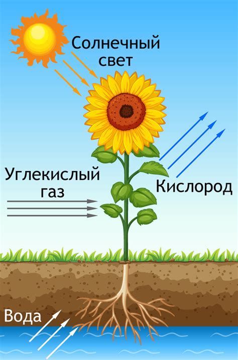 Процесс фотосинтеза и его значение для растений и животных