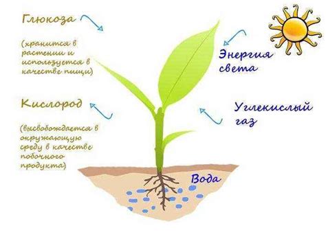 Процесс фотосинтеза и его роль в растении