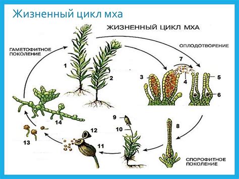 Процесс хранения мха