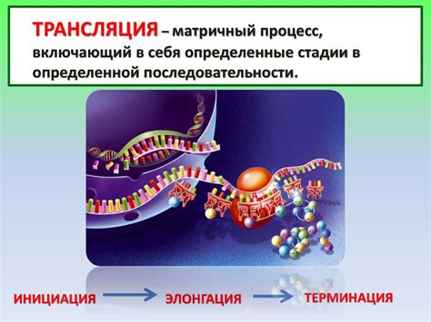 Проявление генетической информации