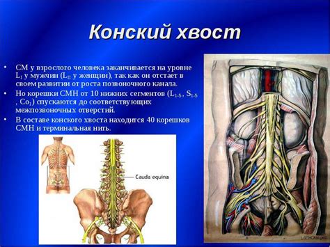 Психологические причины кусания хвоста