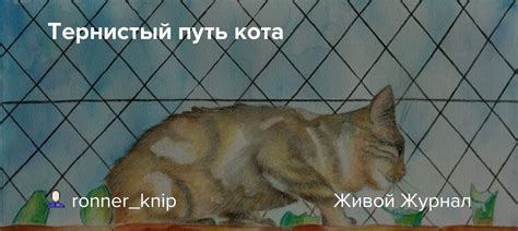 Путь кота к воительству