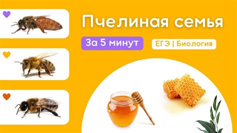 Пчелиная семья: эффективный уход за ульями