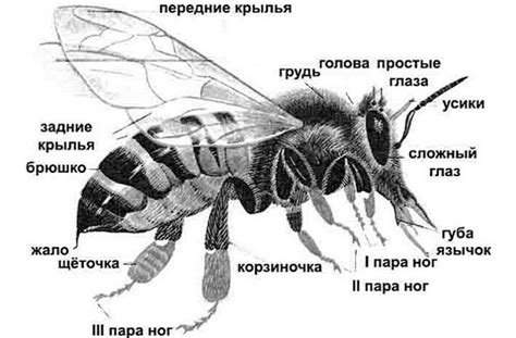 Пчелы и их роль в опылении