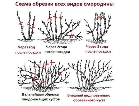 Пятый способ: удобрение и полив куста смородины