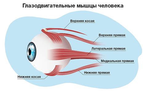 Работа глазных мышц и их усталость