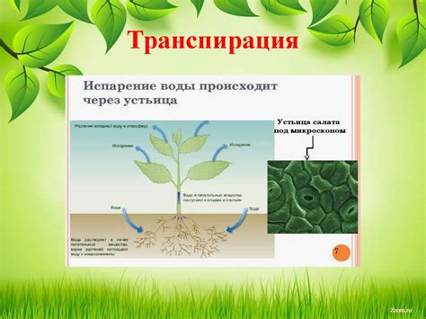 Работа корня в растении