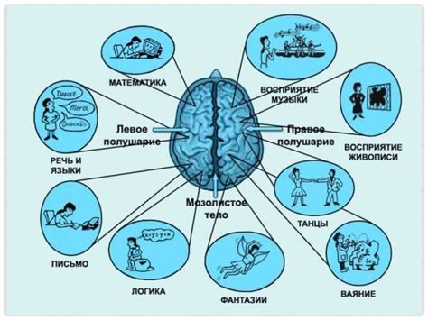 Работа мозга: основные принципы