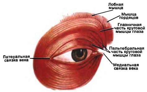 Работа мышц вокруг глаз