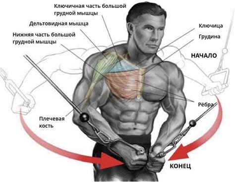 Работа над мускулатурой и мордой