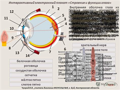 Работа рецепторов глаза