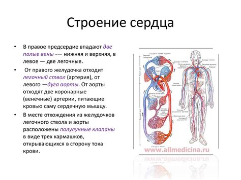 Работа сердца и сосудов при пищеварении