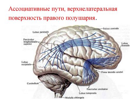 Работы мозга