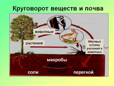 Равномерное распределение питательных веществ почвы с помощью биогумуса