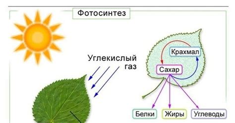 Разбор популярных заблуждений