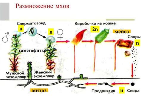 Разведение и контроль размножения