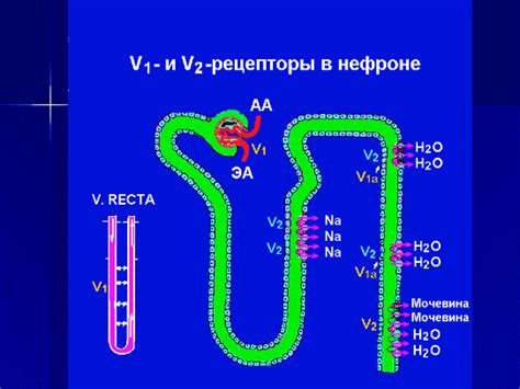 Разведение мочи перед применением