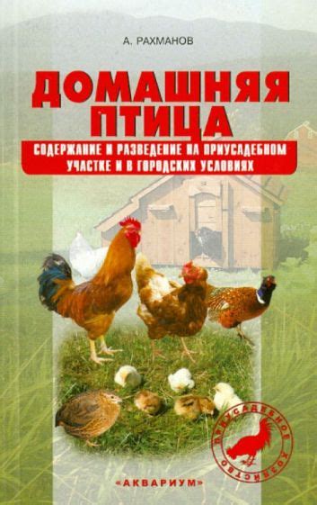 Разведение сихлора на приусадебном участке