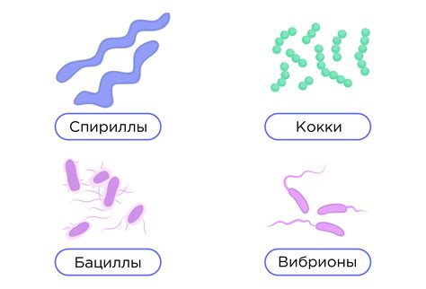 Развиваются бактерии