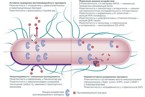 Развитие антибиотикорезистентности