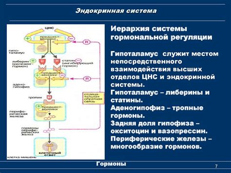 Развитие гормональной системы