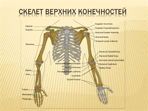 Развитие деталей торса и конечностей