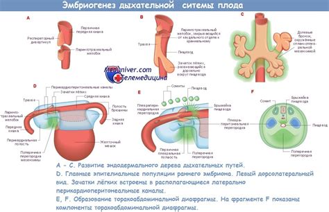 Развитие дыхательной системы