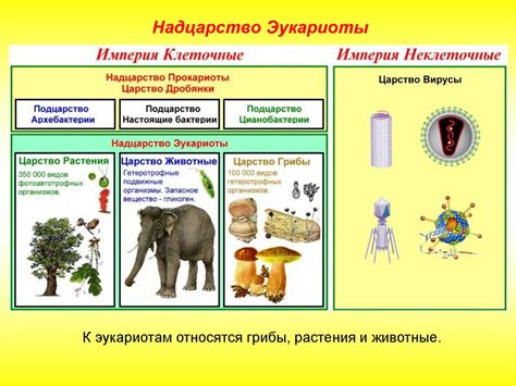 Развитие жизни на Земле: от простейших организмов к человеку