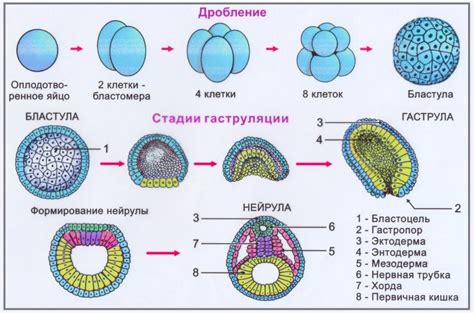 Развитие зиготы в ембрион