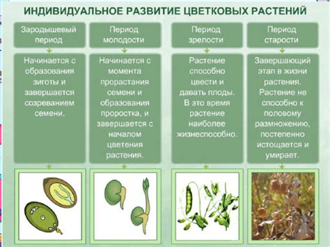 Развитие и цветение растений