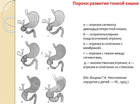 Развитие китовой глотки