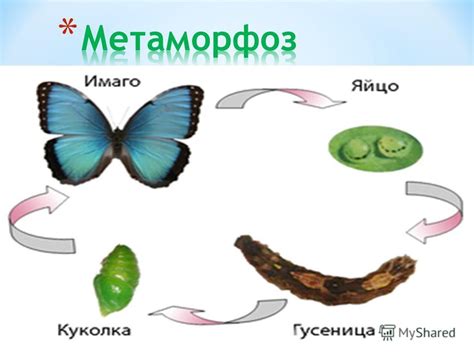 Развитие метаморфоз у насекомых