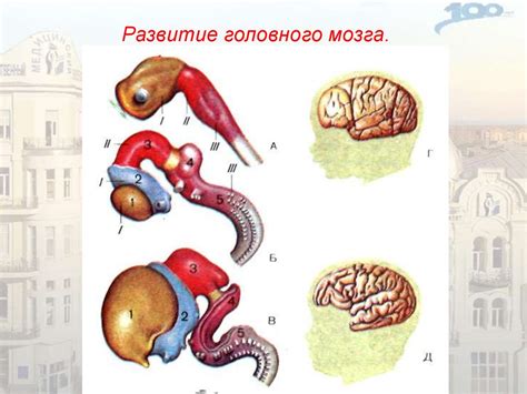 Развитие мозга и организма