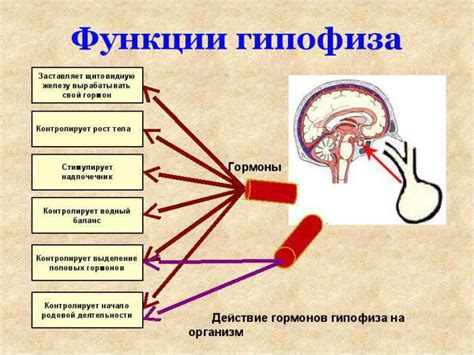 Развитие мозгового ствола и гипофиза