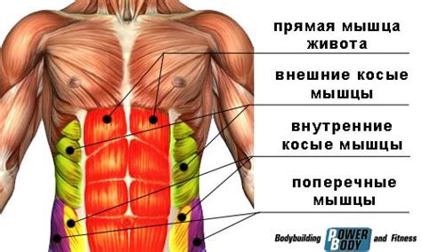 Развитие мышц живота