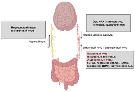 Развитие нейродегенеративных заболеваний от употребления сырого мозга