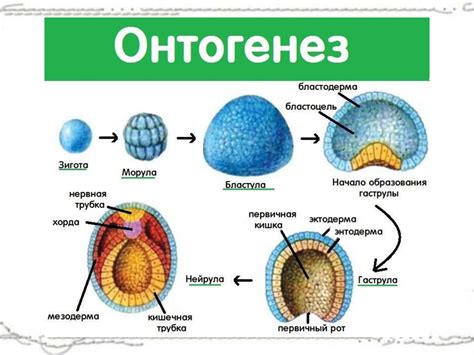 Развитие организма